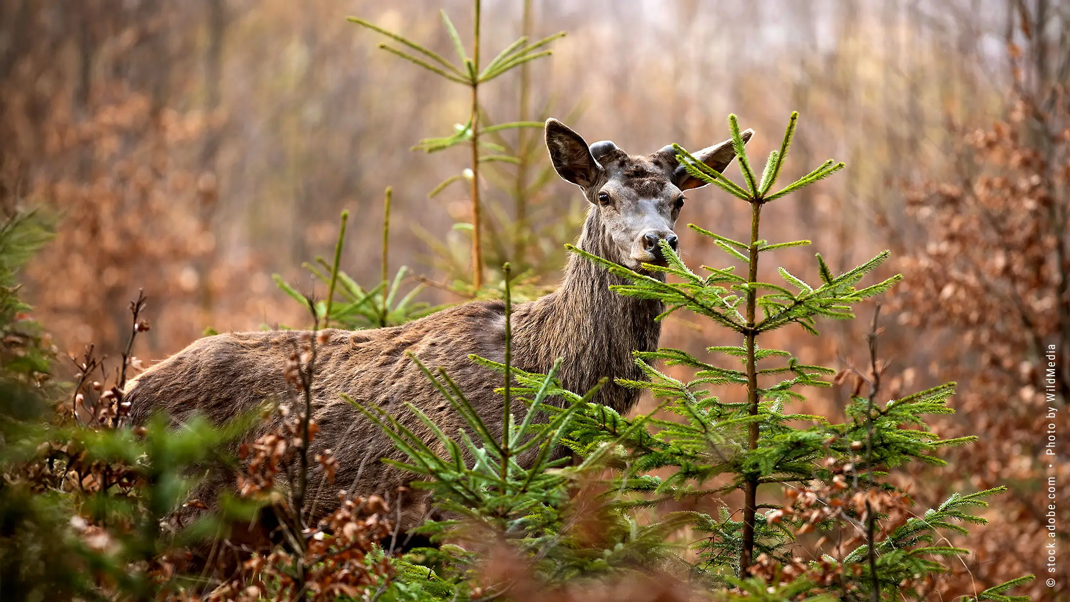 Wildmanagement Stoll Hege und Revier Symbolbild Waldidylle | &copy; Peter Stoll • Photo by Thomas Paulus
